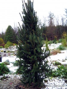 Picea abies 'Cupressina' - Columnar Norway Spruce