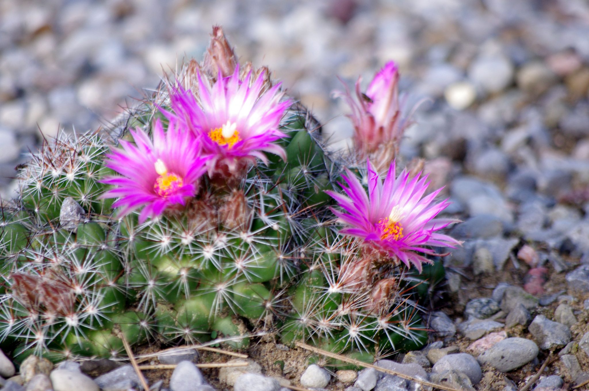 Growing winter hardy cactus in the zone 5 garden :: Anna's Perennials ...