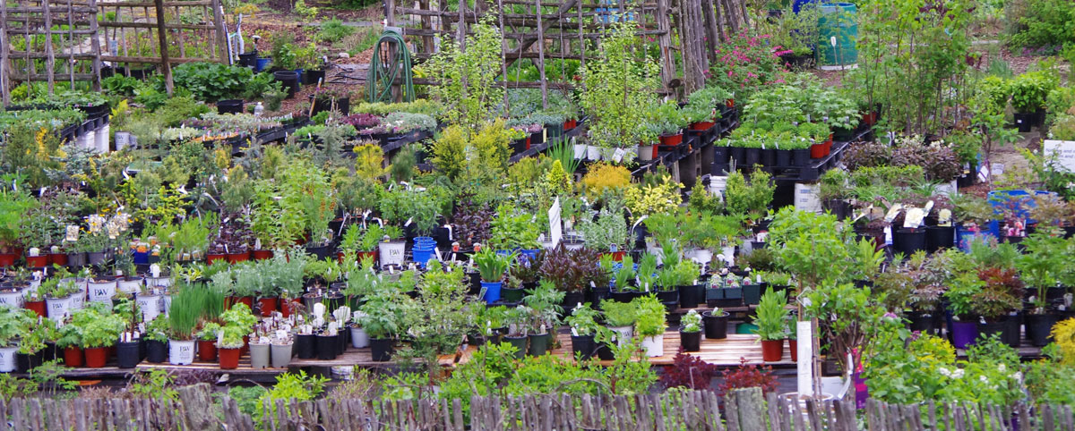 Anna's Perennials Sale Area